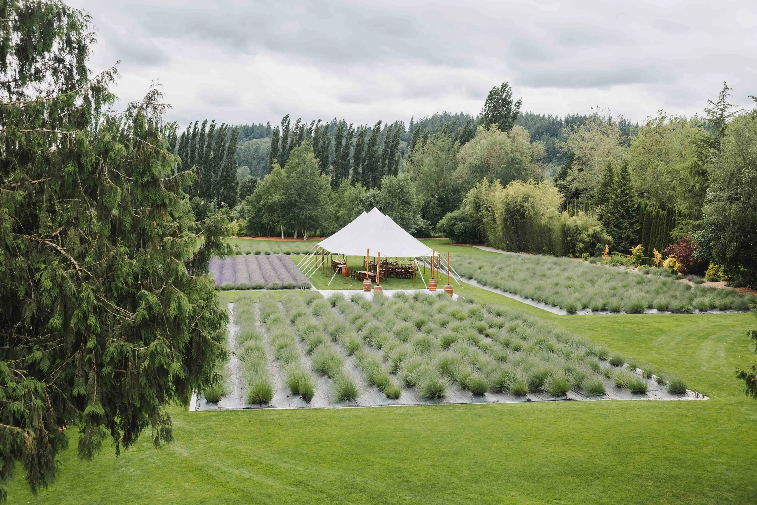  Woodinville Lavender from a higher vantage point 