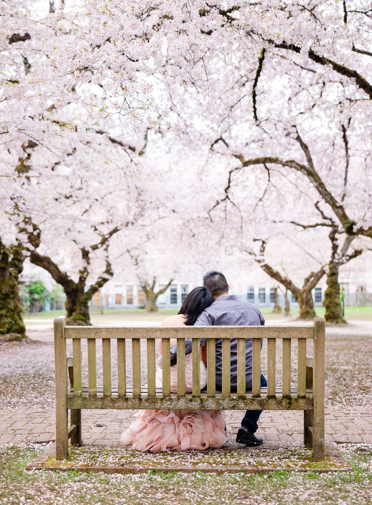 Couple sitting on a Bench at the Quad at University of Washington during Cherry Blossom Season